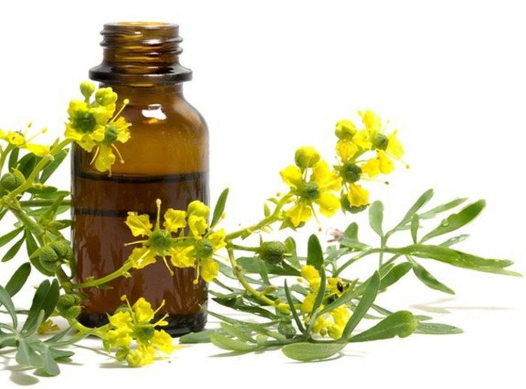 Ruta, Ruda, graveolens – Recetario Cocina